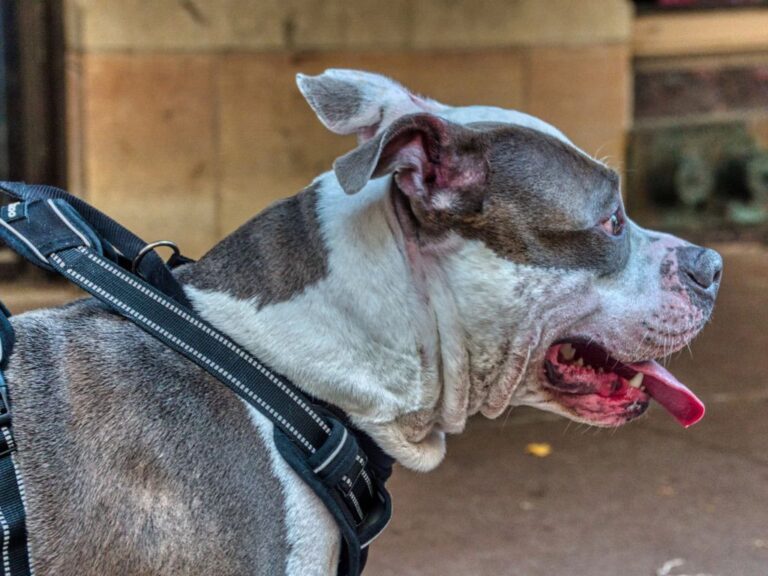Lei obriga castração e microchipagem de cães pit bull em Ponta Grossa