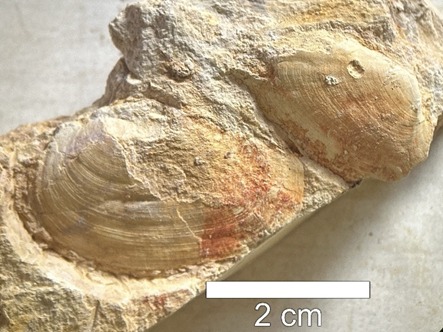 Acervo com 2.600 fósseis amplia pesquisas e consolida UEPG como referência em paleontologia