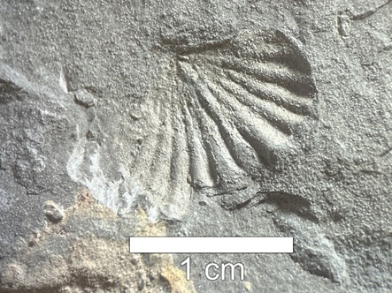 Acervo com 2.600 fósseis amplia pesquisas e consolida UEPG como referência em paleontologia