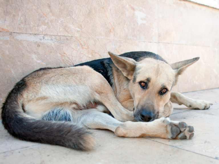 Justiça suspende contrato milionário da Clinicão após denúncias de maus-tratos