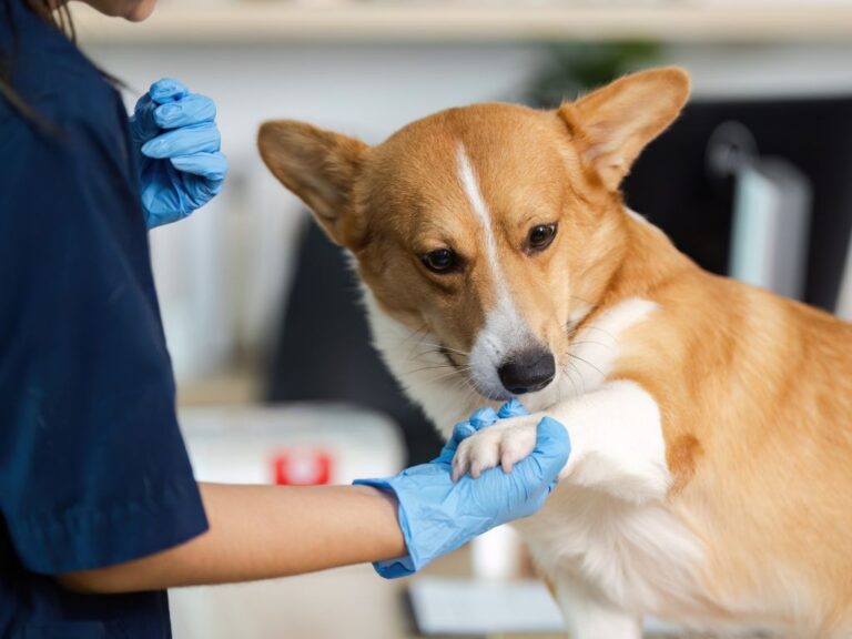 Em meio à CPI da Clinicão, Prefeitura anuncia Clínica Veterinária Municipal